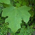 Smallanthus uvedalia Leaf