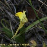 Kickxia scoparia Fula