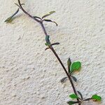 Corokia cotoneaster Leaf