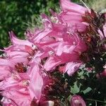 Penstemon rupicola Flor