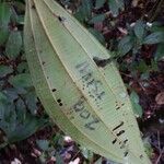 Miconia tschudyoides Leaf