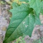 Chenopodiastrum hybridum Leaf