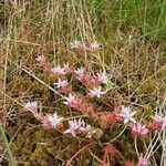 Sedum anglicum 花