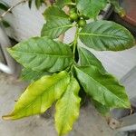 Coffea arabica পাতা