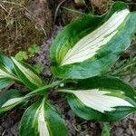 Hosta sieboldii Folla