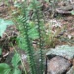 Asplenium platyneuron Leaf