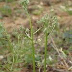 Crepis micrantha Habit