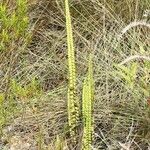 Lindsaea stricta Habitus