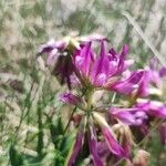 Trifolium alpinum Flors