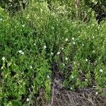 Barleria volkensii Habit