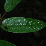 Xylopia villosa Hoja