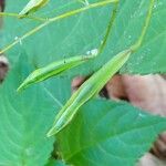 Impatiens parviflora फल