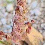 Rumex vesicarius Froito