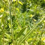 Ranunculus ophioglossifolius Likasa
