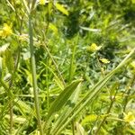 Ranunculus ophioglossifolius Leaf