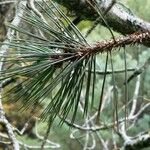 Pinus leucodermis Mosusu