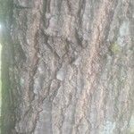Quercus rubra 樹皮