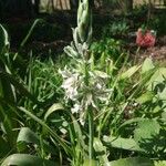 Ornithogalum boucheanum Λουλούδι