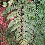 Dryopteris aemula Blad