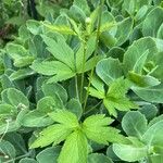 Anemone virginiana Leaf