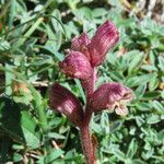 Orobanche alba Flor
