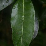 Melicope borbonica Leaf