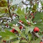 Crataegus monogyna 果實