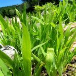 Iris cristata Leaf