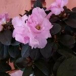 Rhododendron alabamense 花