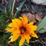 Gazania rigens Cvet