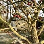 Parrotia subaequalis Corteza