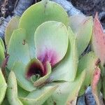 Aeonium glutinosum Blatt