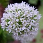 Crassula perfoliata Flor