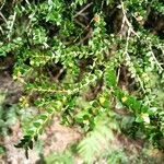 Tepualia stipularis Hoja