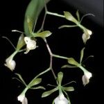 Epidendrum paniculatum 花