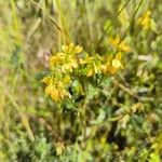 Trigonella esculenta Blomst