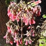 Kalanchoe daigremontiana Blomst