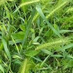 Hordeum murinumLeaf