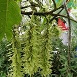 Pterocarya stenoptera Кветка