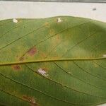 Clitoria fairchildiana Leaf