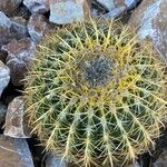 Echinocactus grusonii Ліст