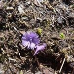 Soldanella alpina Blüte