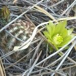 Echinocereus viridiflorus Pokrój