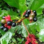 Rauvolfia serpentina Arall