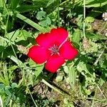 Linum grandiflorum Flower