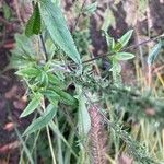 Veronica spicata Blatt