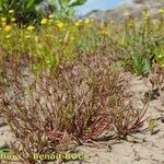 Juncus capitatus Vekstform