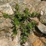 Silene cordifolia Habit