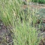 Dichanthium annulatum आदत