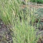 Dichanthium annulatum Habit